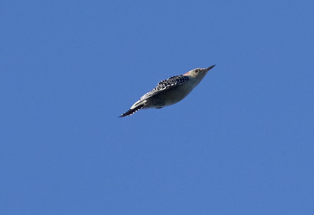 Red-bellied Woodpecker - ML643200055