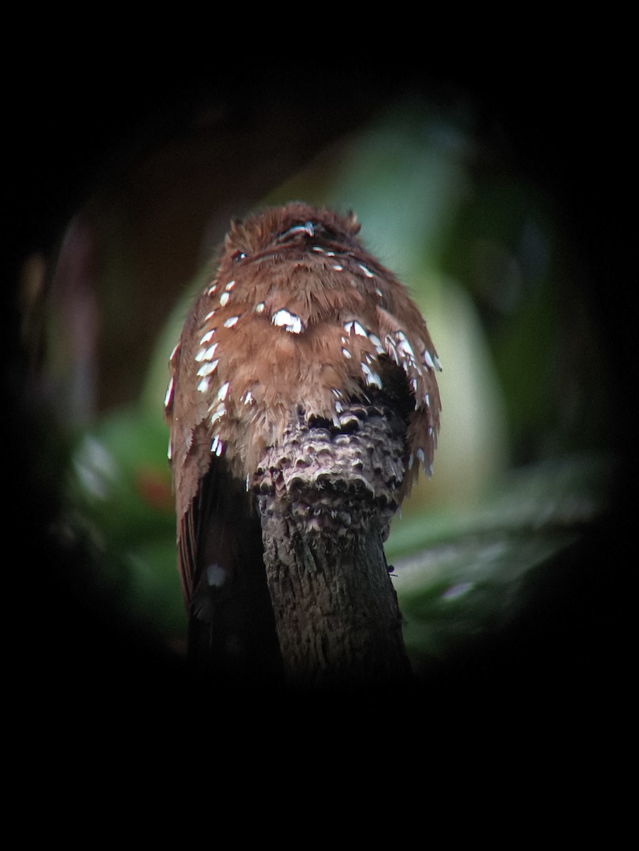 Rufous Potoo - ML643200148