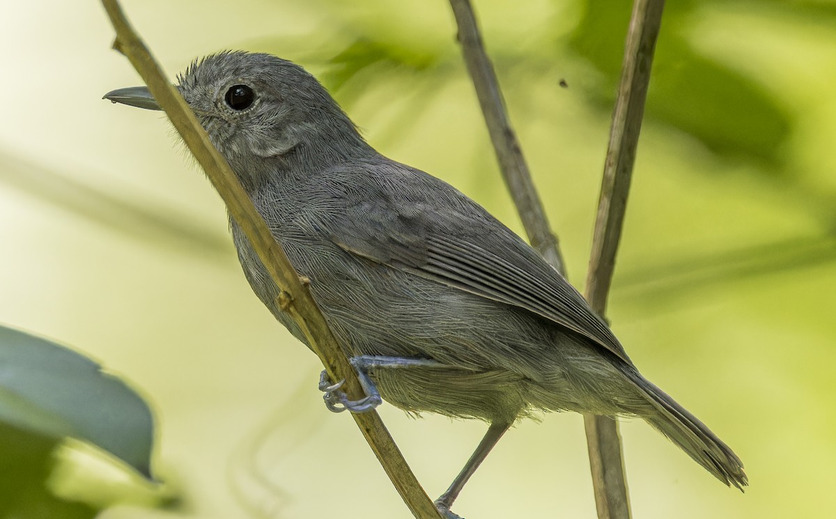 ムジヒメアリサザイ - ML643200201