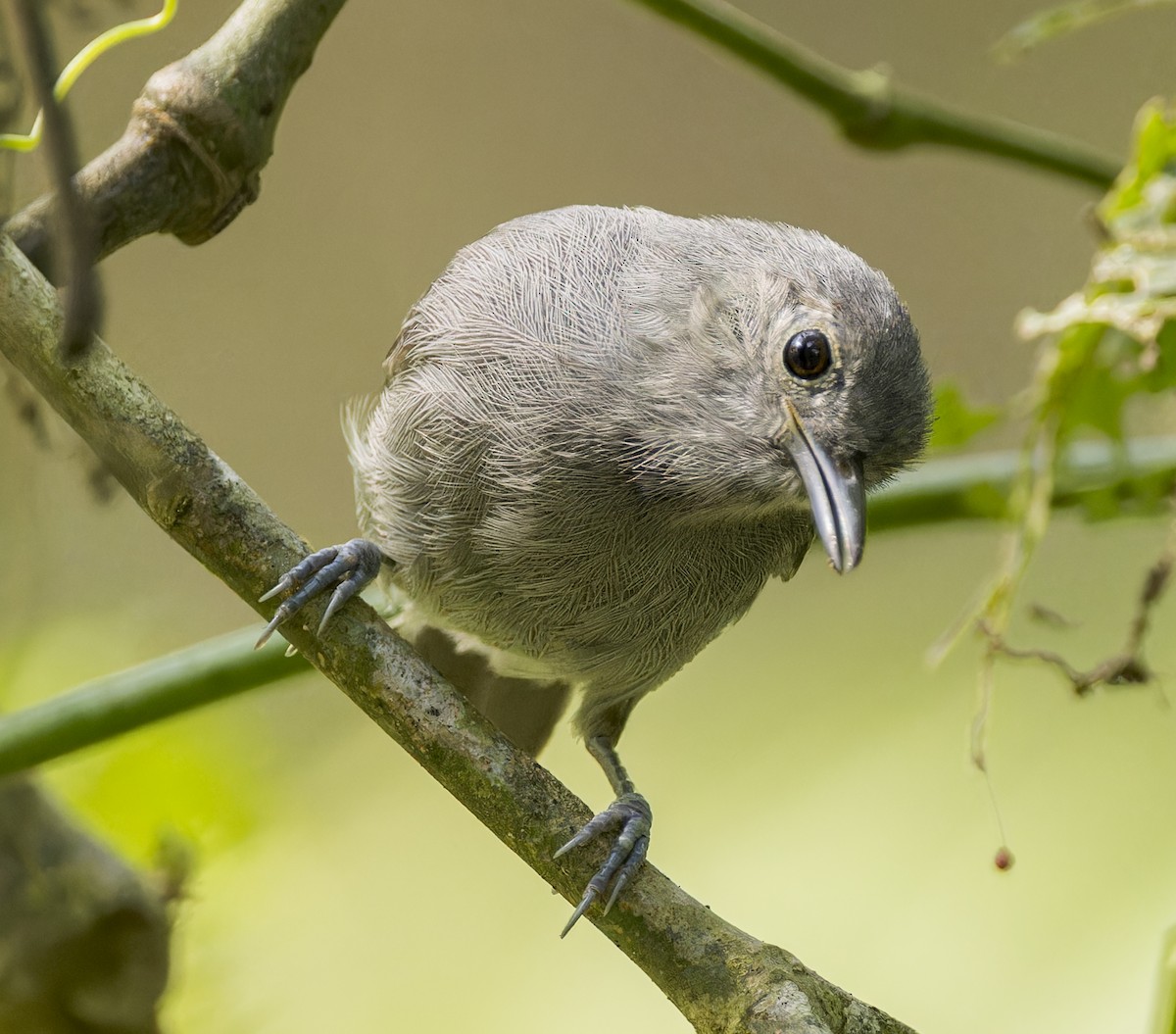 ムジヒメアリサザイ - ML643200202