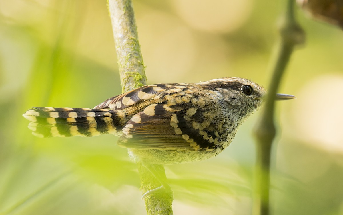 Scaled Antbird - ML643200221