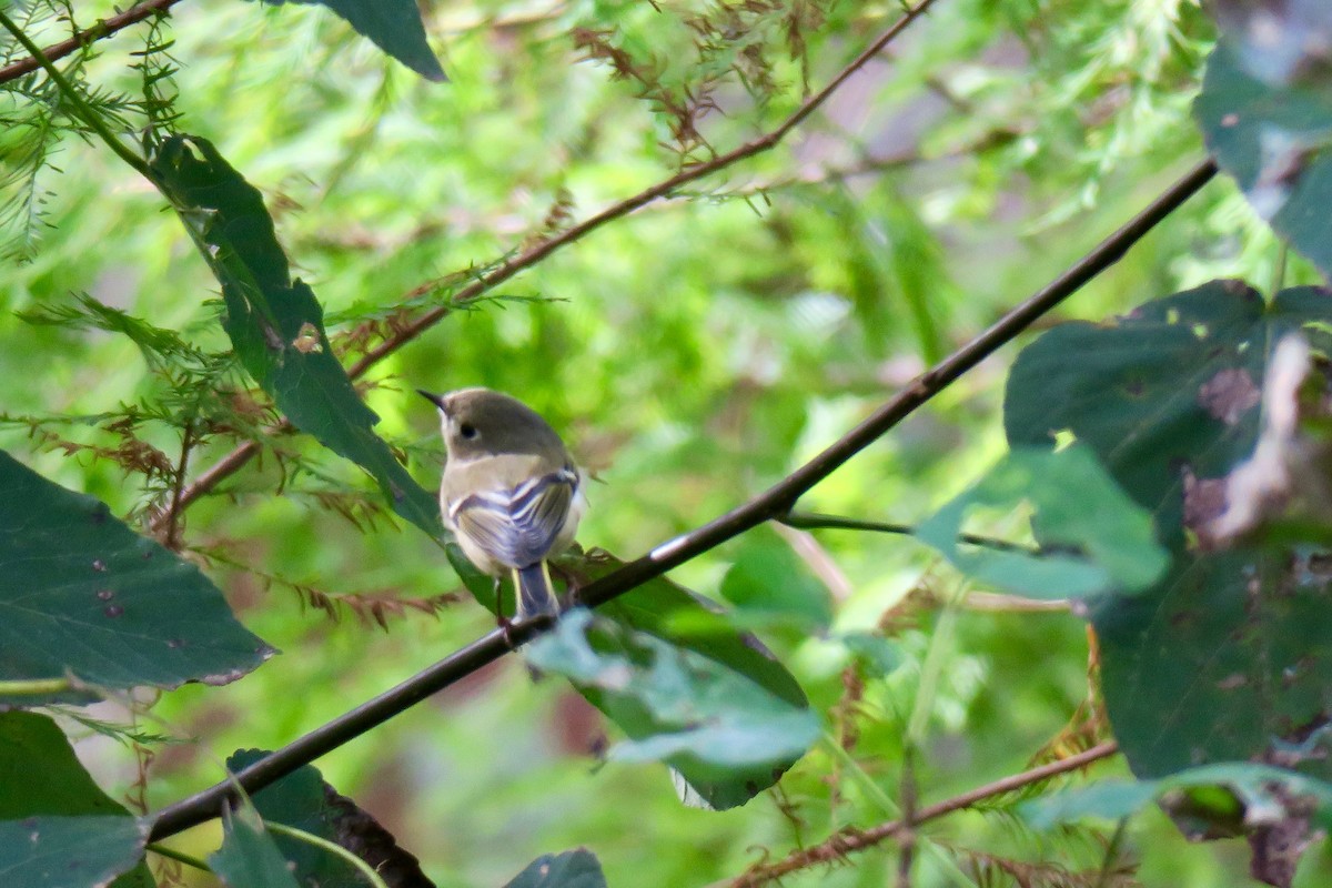 Ruby-crowned Kinglet - ML643200258
