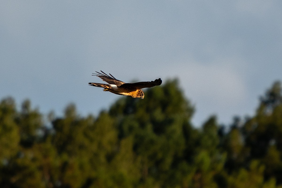 Northern Harrier - ML643200263