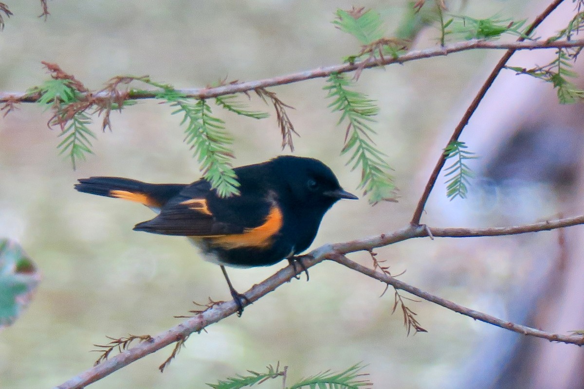 American Redstart - ML643200286