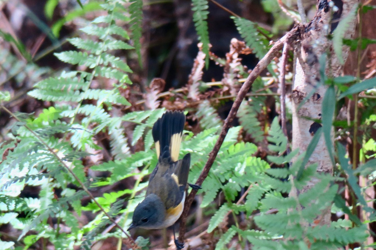 American Redstart - ML643200287