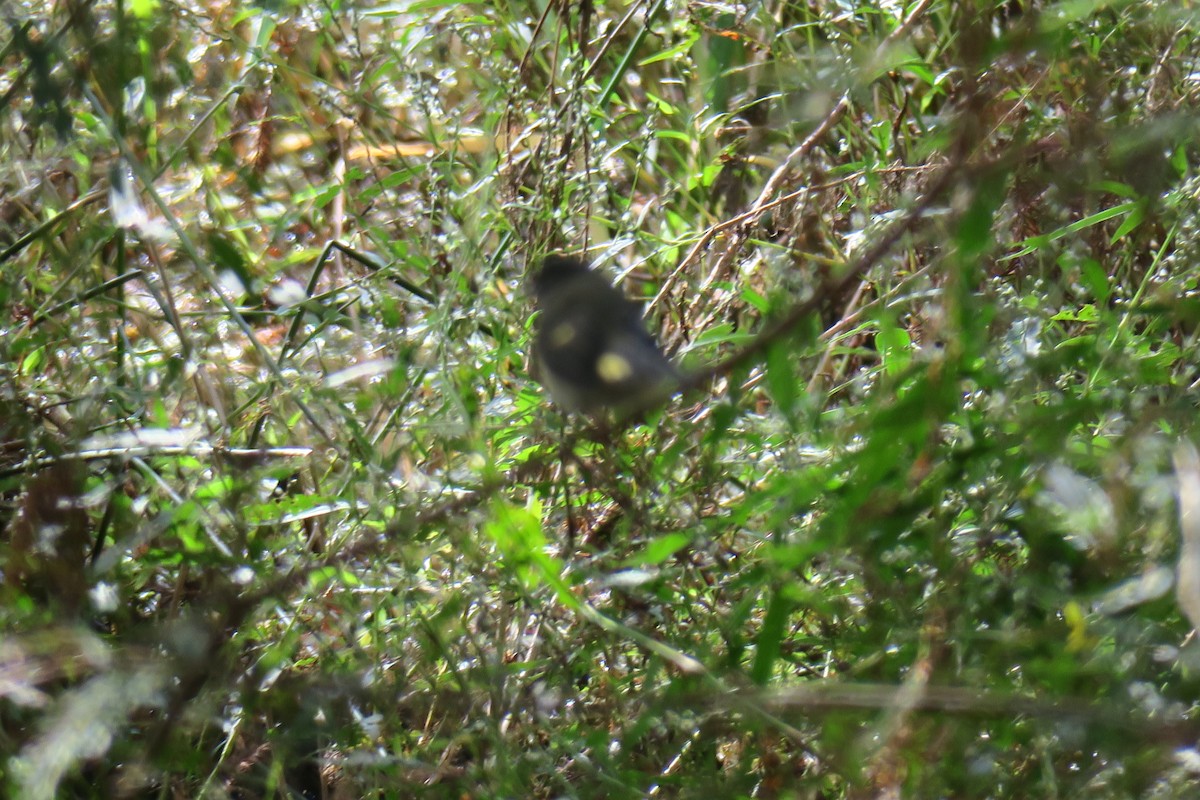 American Redstart - ML643200288
