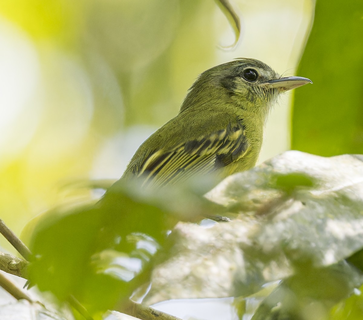Yellow-olive Flatbill - ML643200304