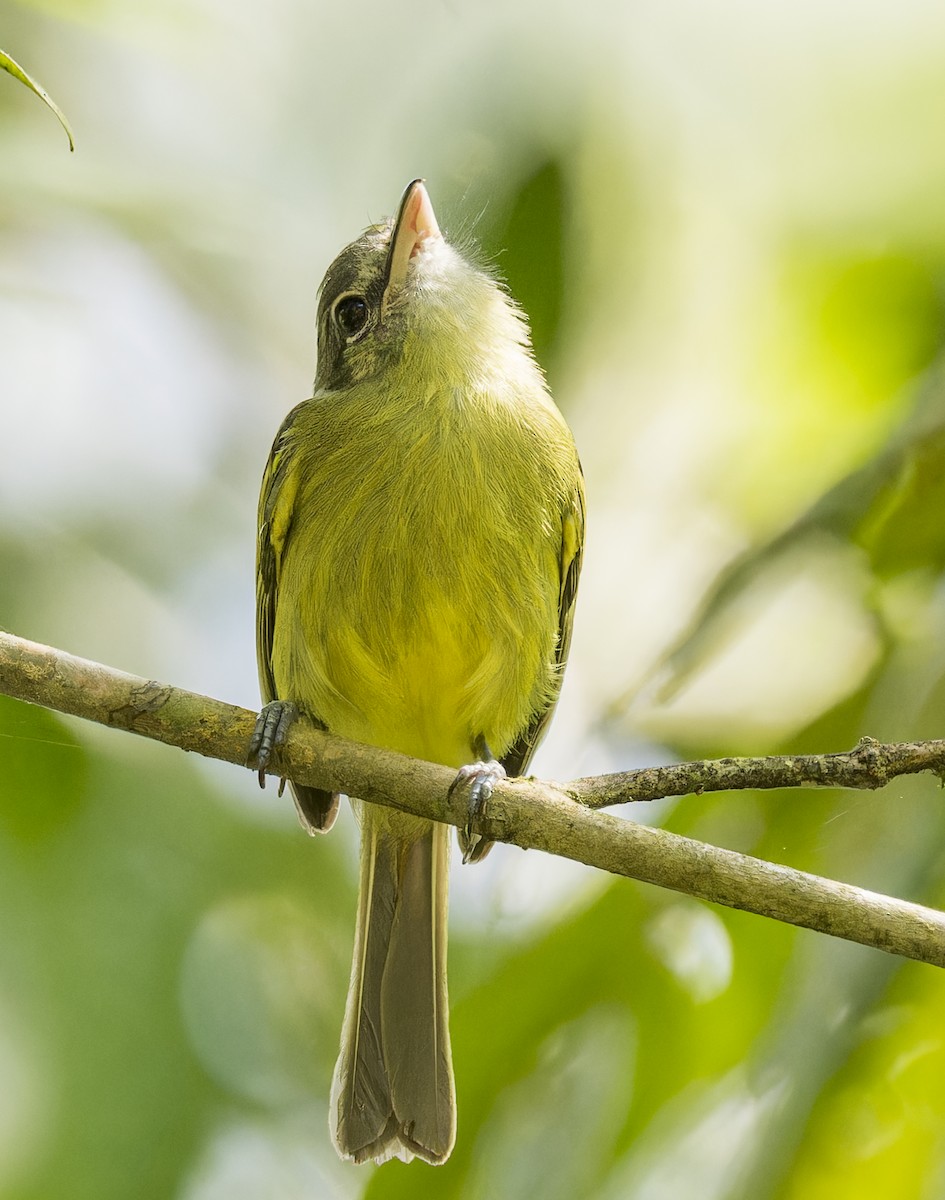 Yellow-olive Flatbill - ML643200305