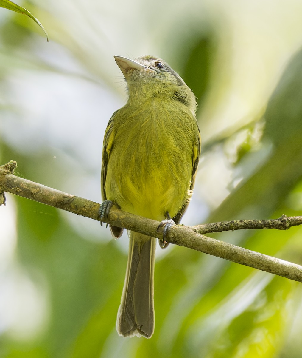 Yellow-olive Flatbill - ML643200306