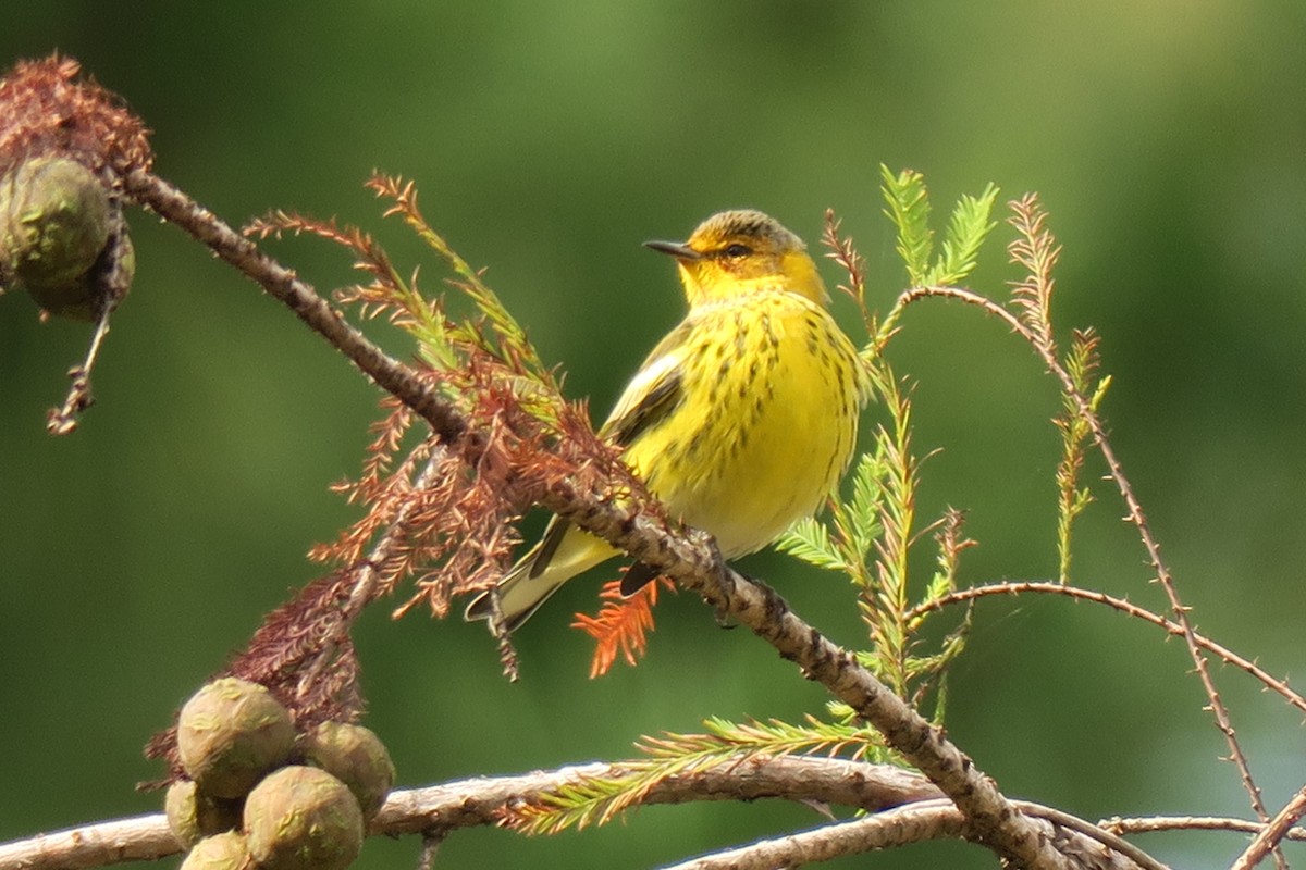 Cape May Warbler - ML643200308