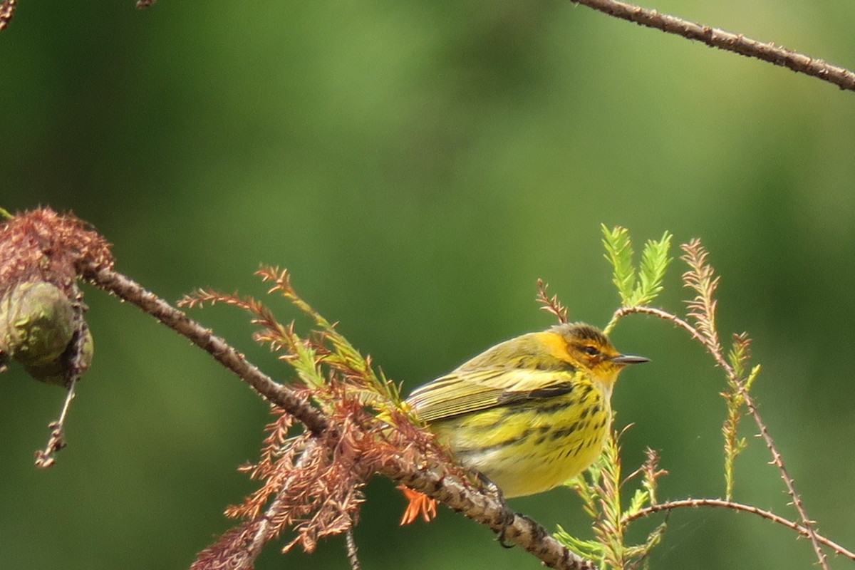Cape May Warbler - ML643200309
