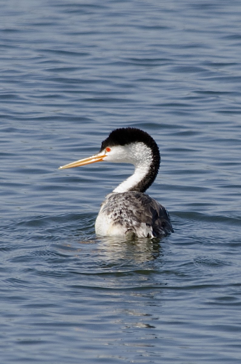 Clark's Grebe - ML643200311