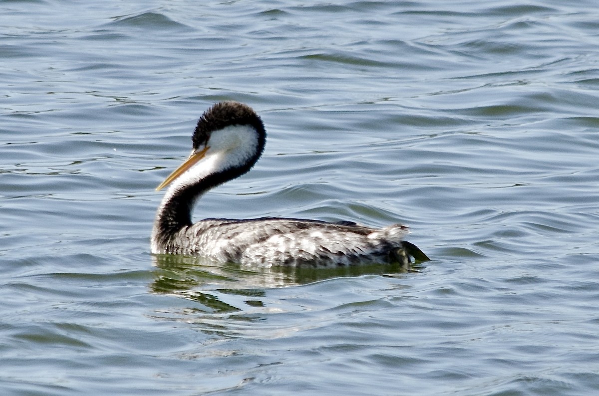 Clark's Grebe - ML643200312