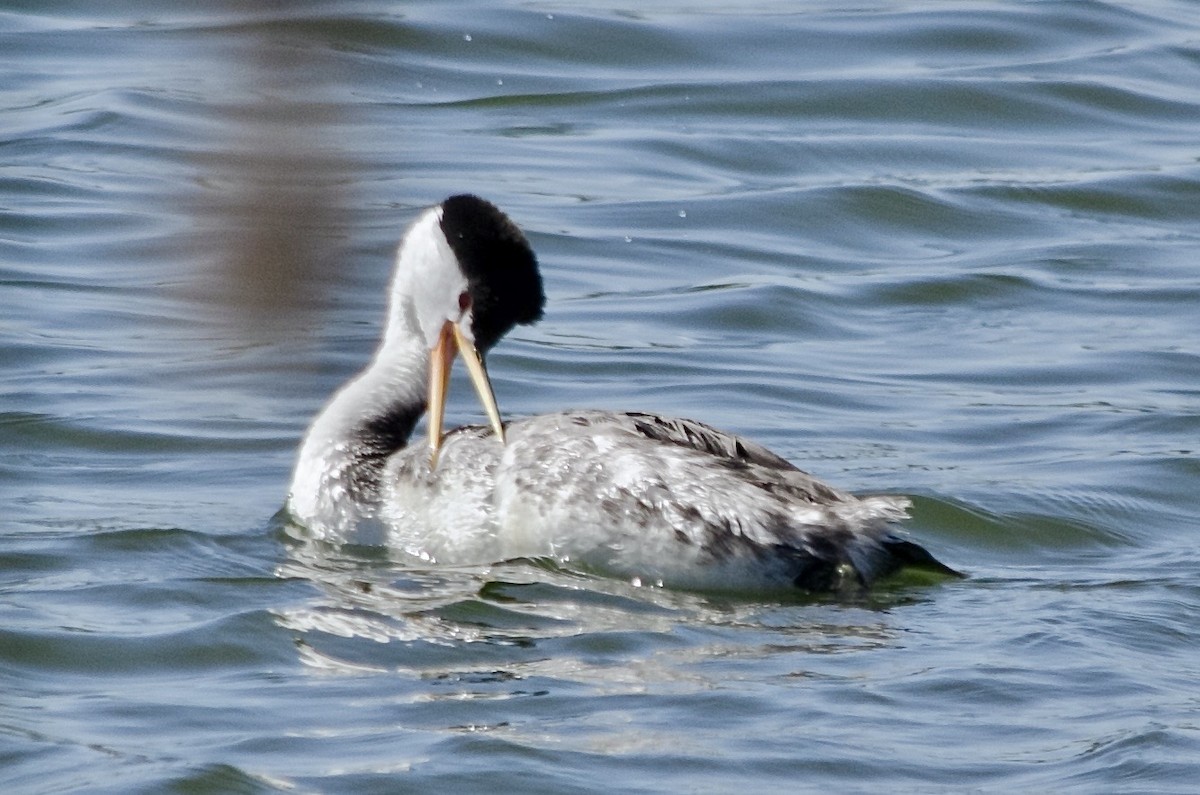 Clark's Grebe - ML643200313