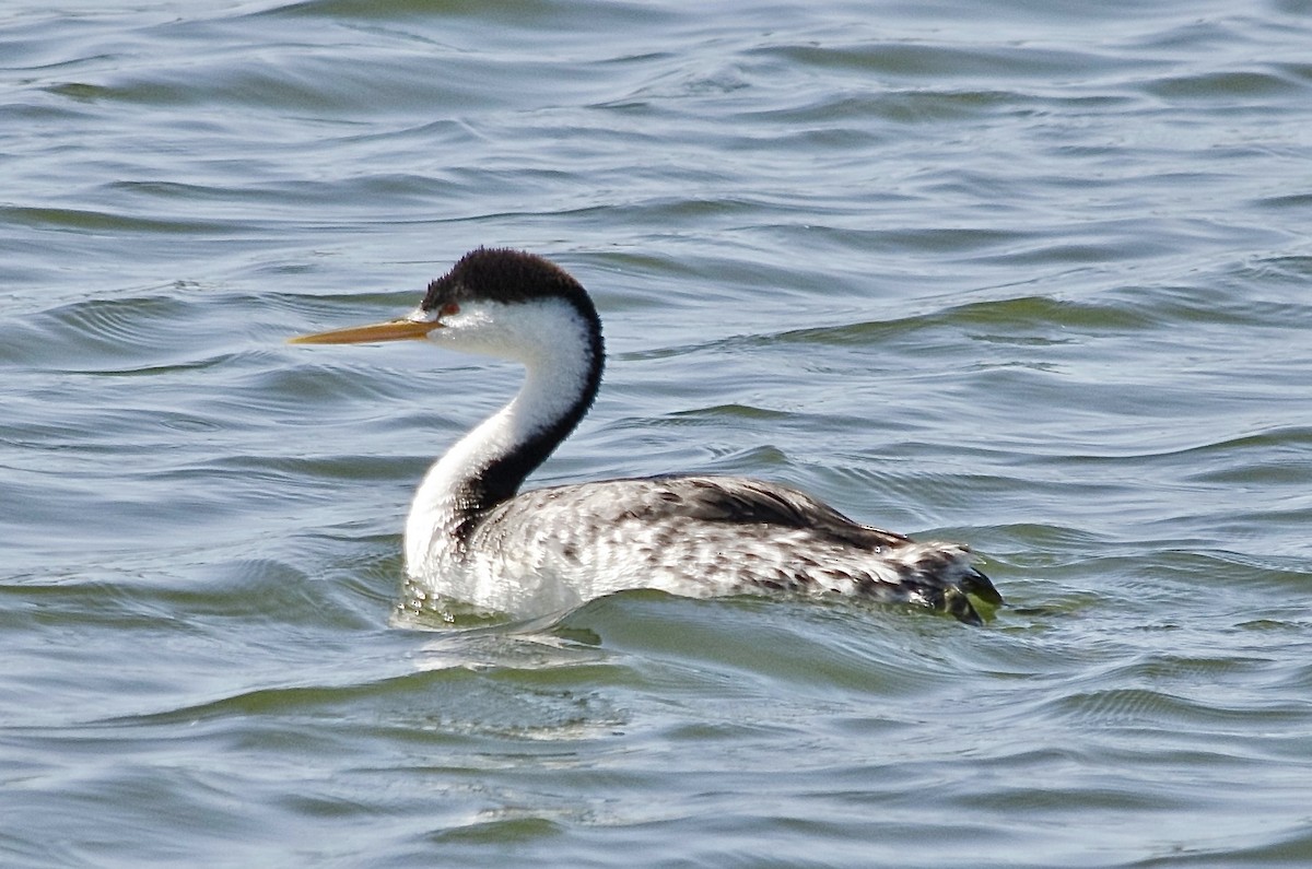 Clark's Grebe - ML643200314