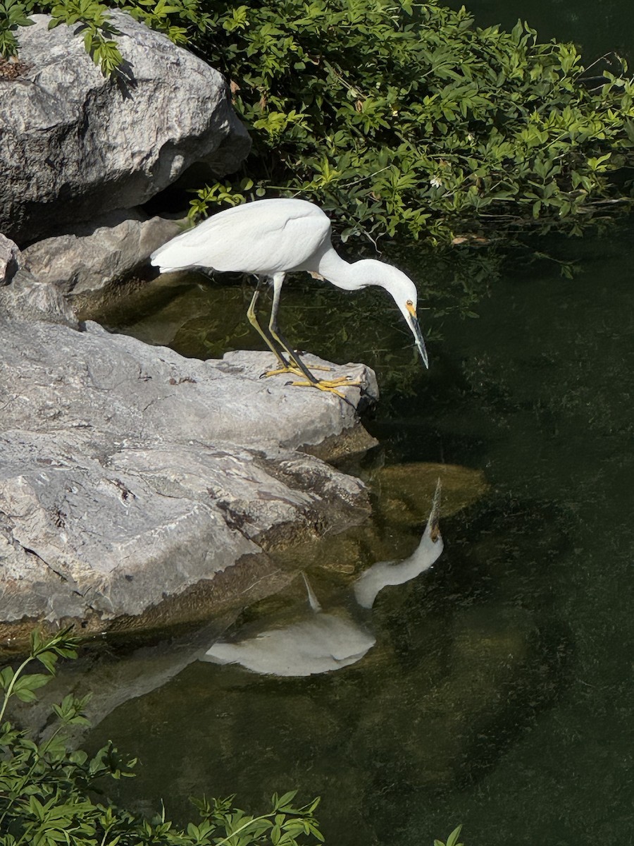 Snowy Egret - ML643200319
