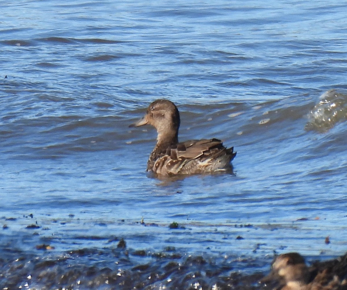 Gadwall - ML643200321