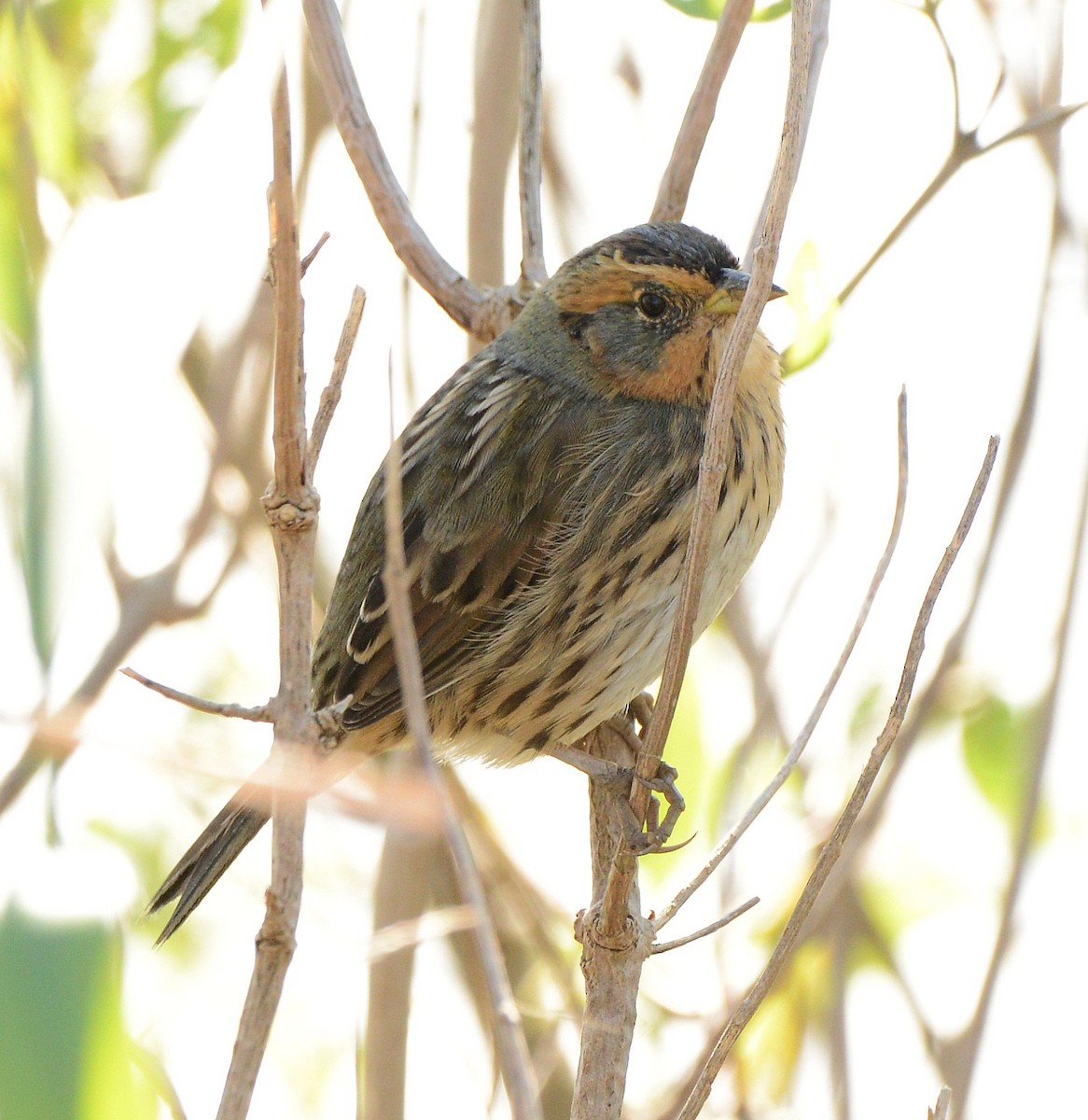 Saltmarsh Sparrow - ML643200322