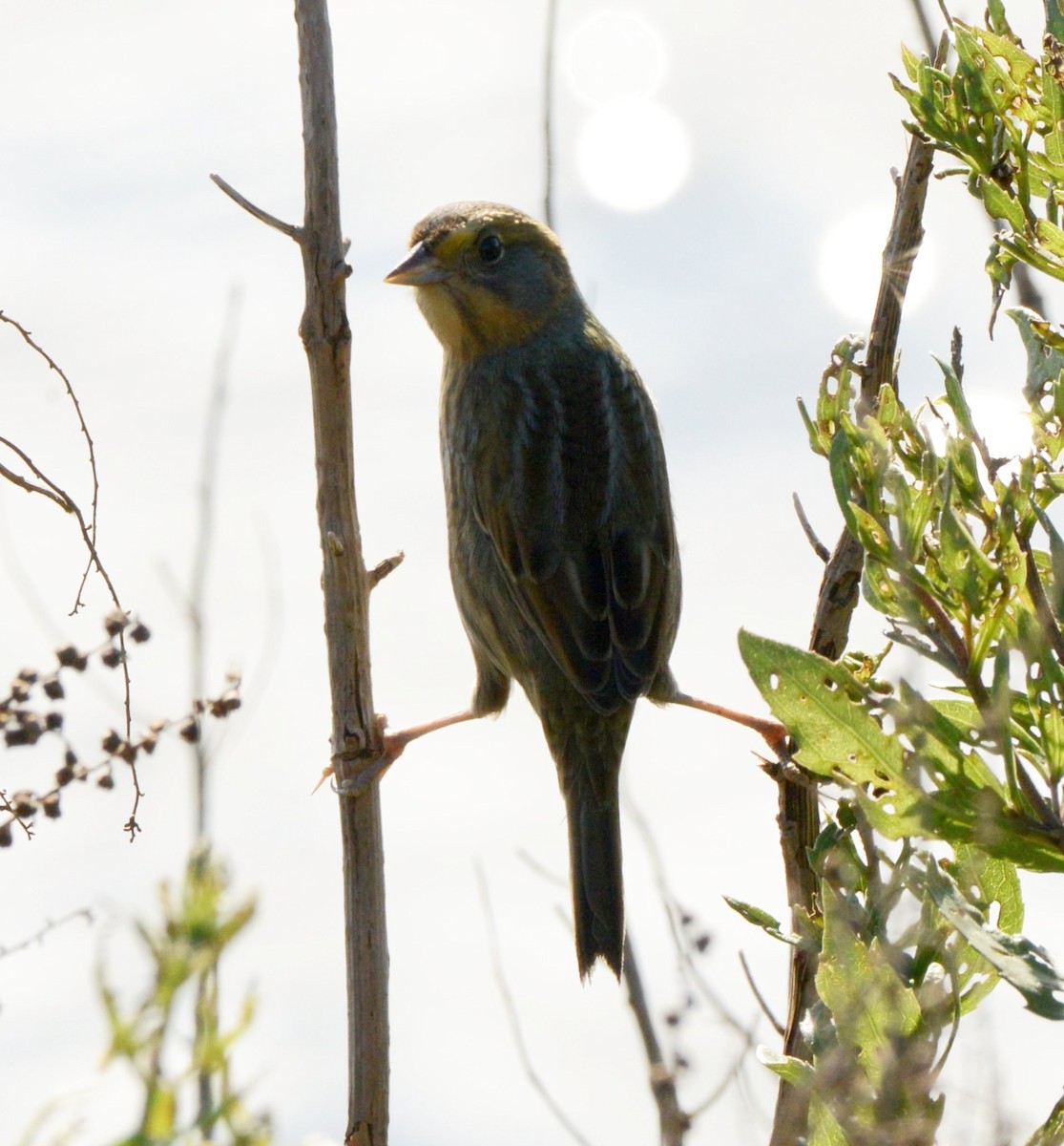 Saltmarsh Sparrow - ML643200323