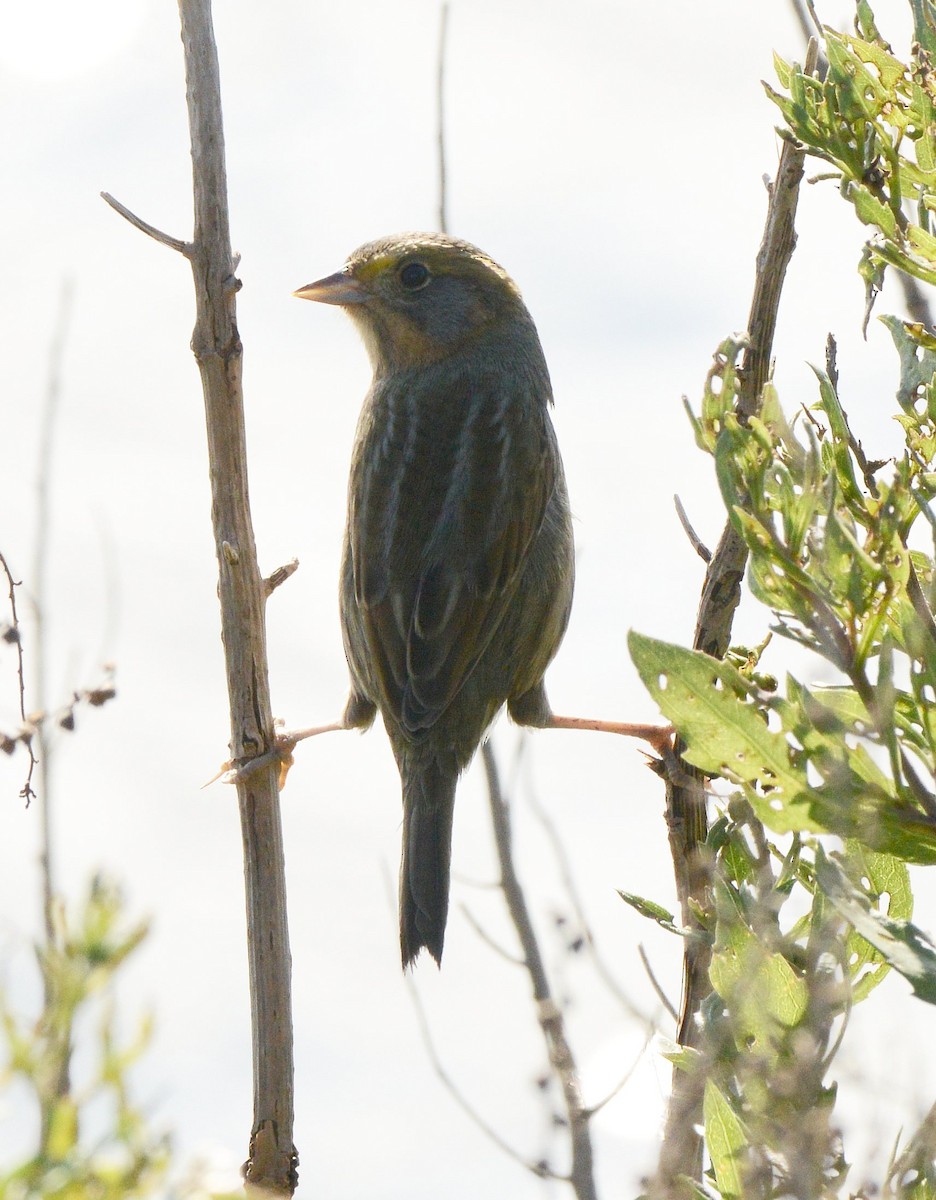 Saltmarsh Sparrow - ML643200324