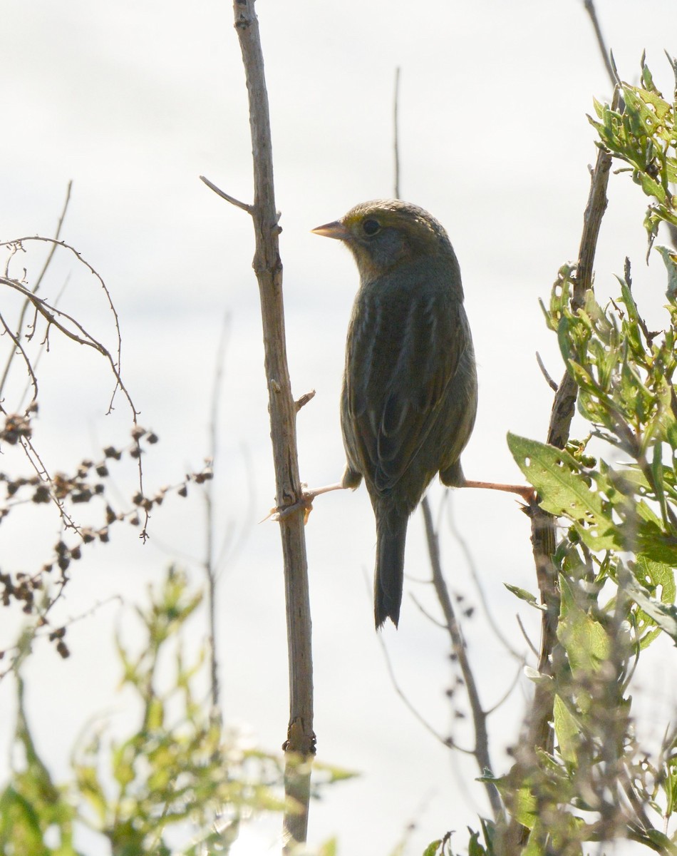 Saltmarsh Sparrow - ML643200325