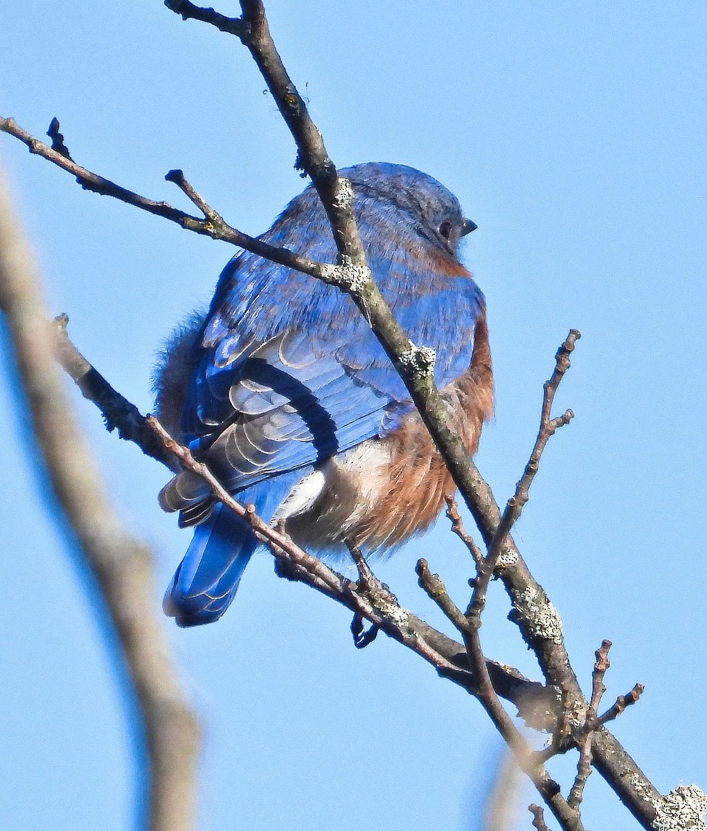 Eastern Bluebird - ML643200331