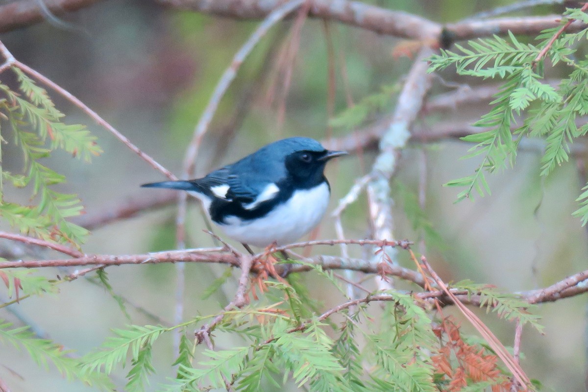 Black-throated Blue Warbler - ML643200332