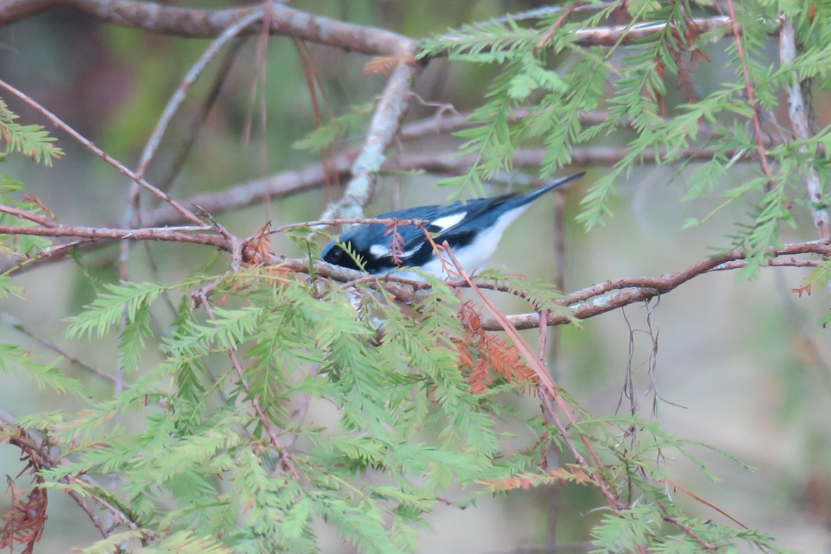 Black-throated Blue Warbler - ML643200333