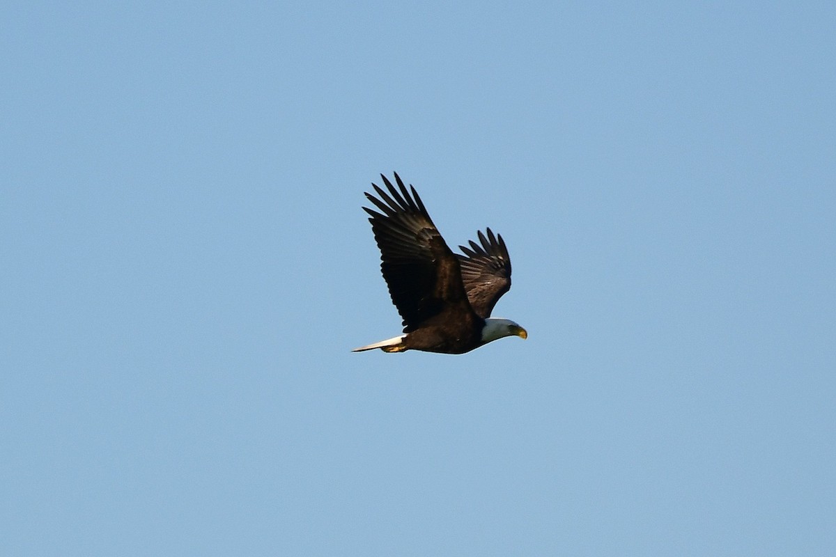 Bald Eagle - ML643200334