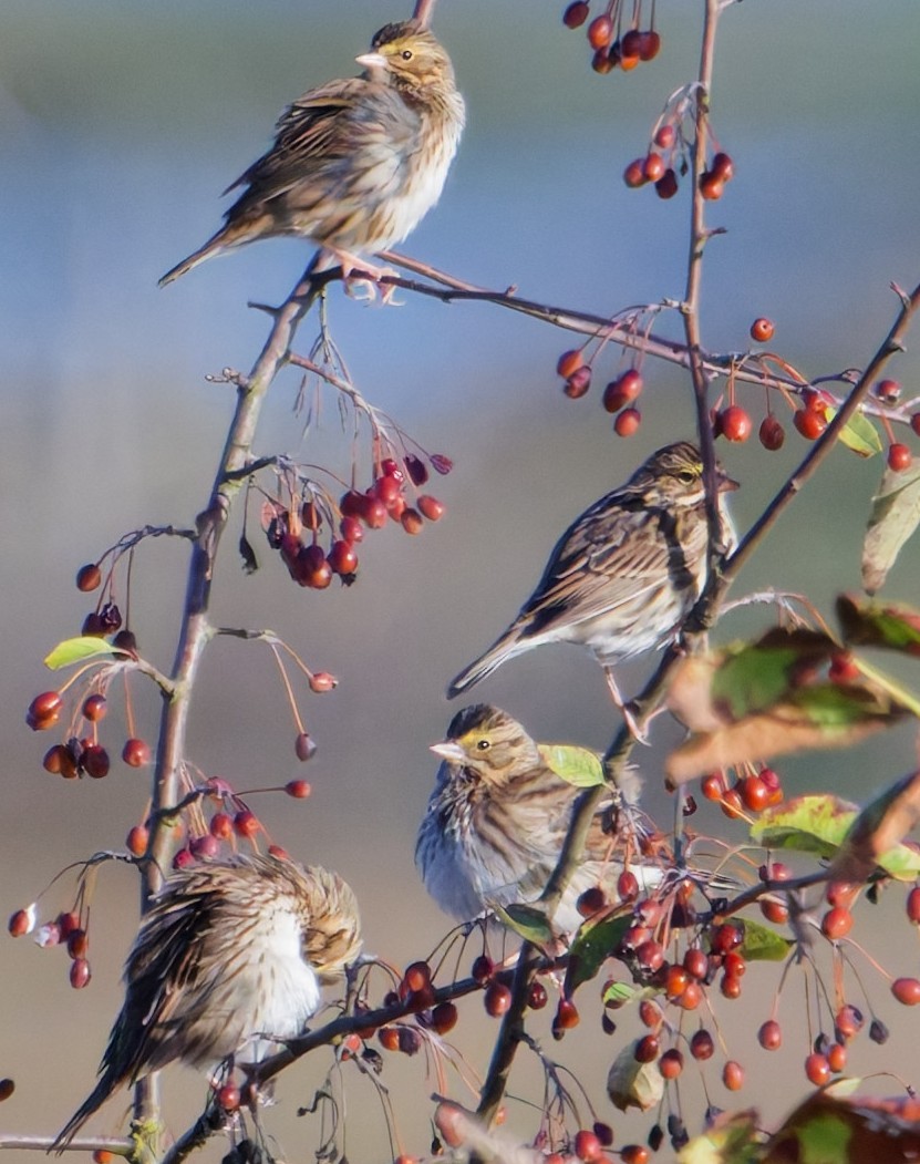 Savannah Sparrow (Savannah) - ML643200335