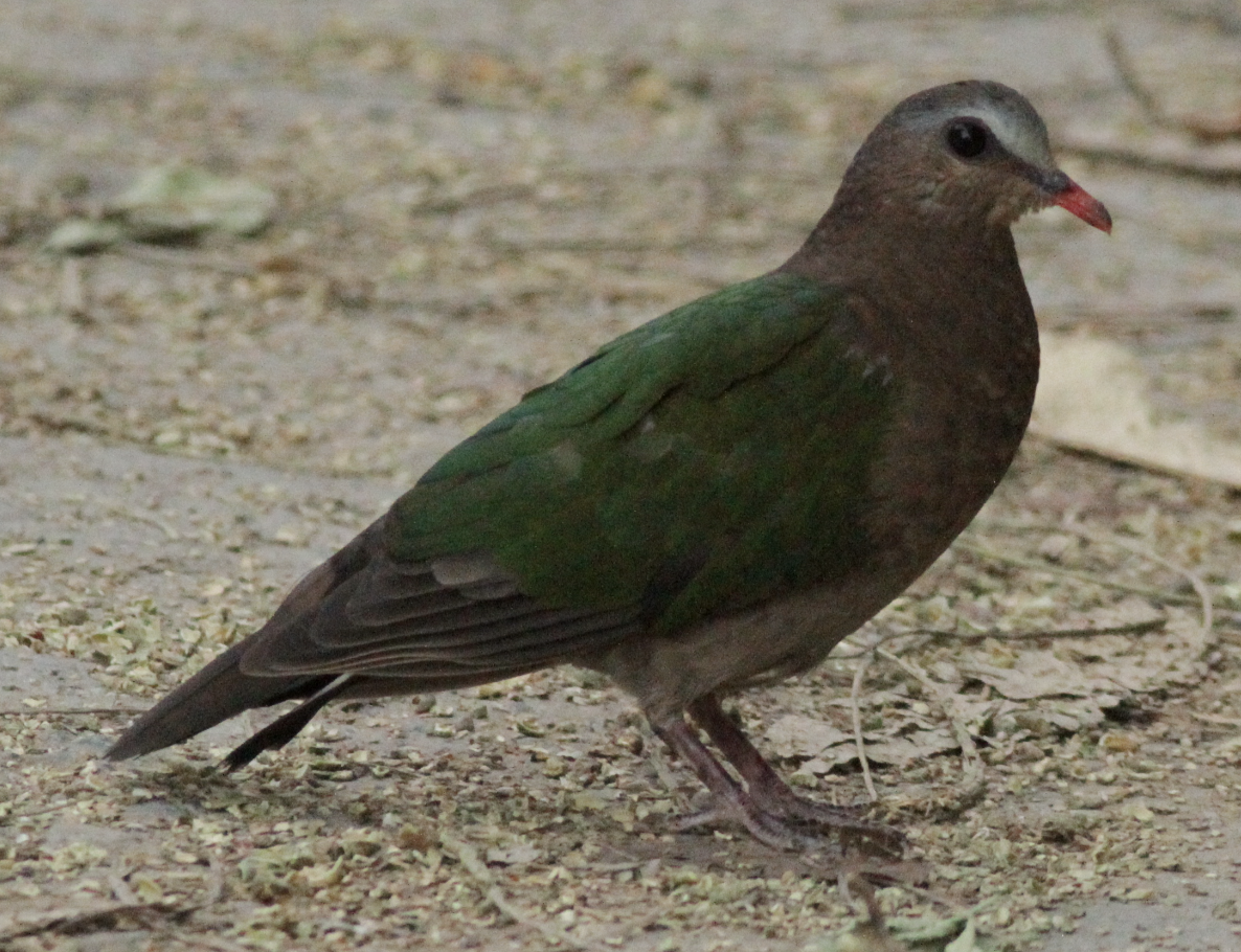 Asian Emerald Dove - ML643200336