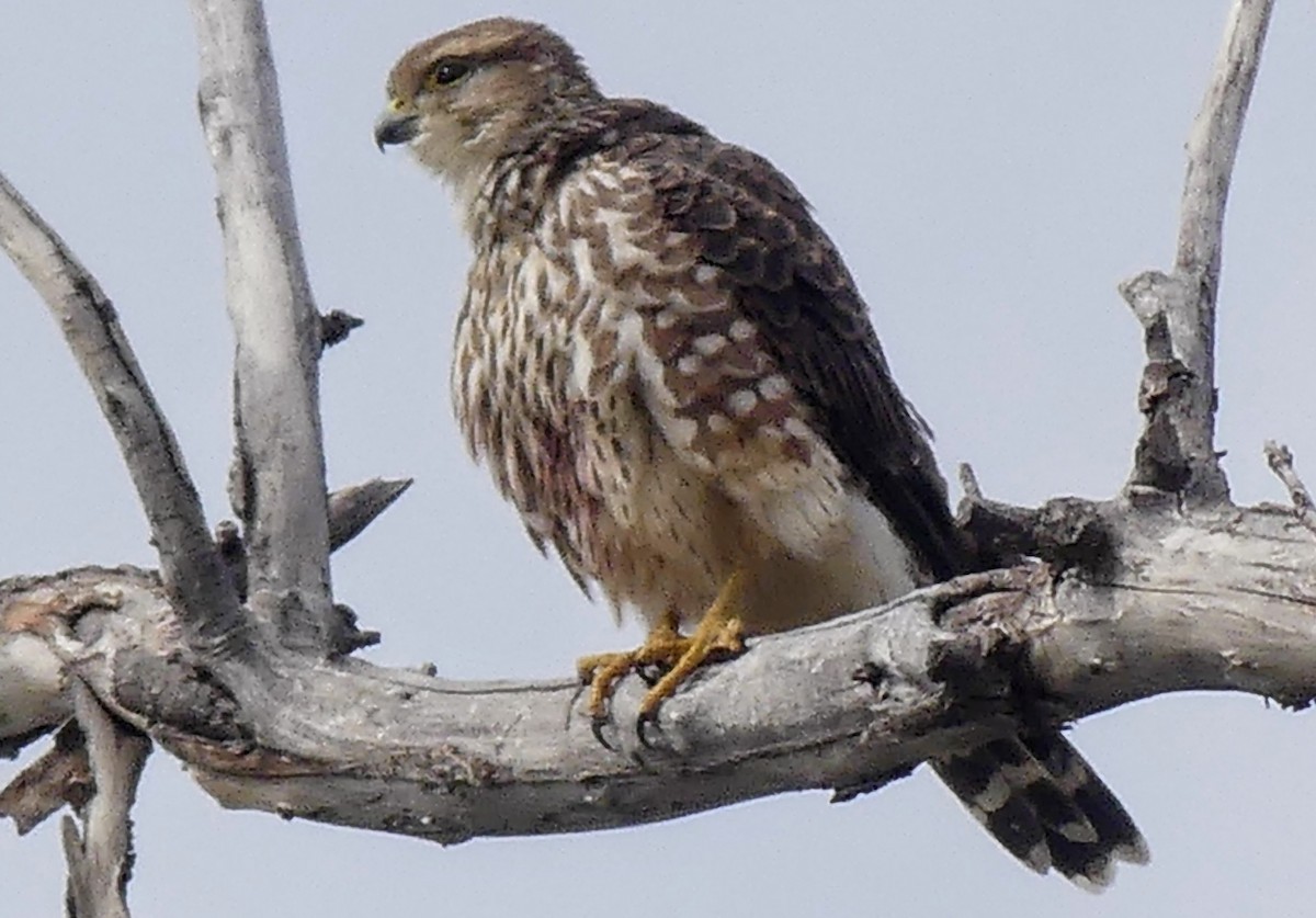 Merlin - ML643200337