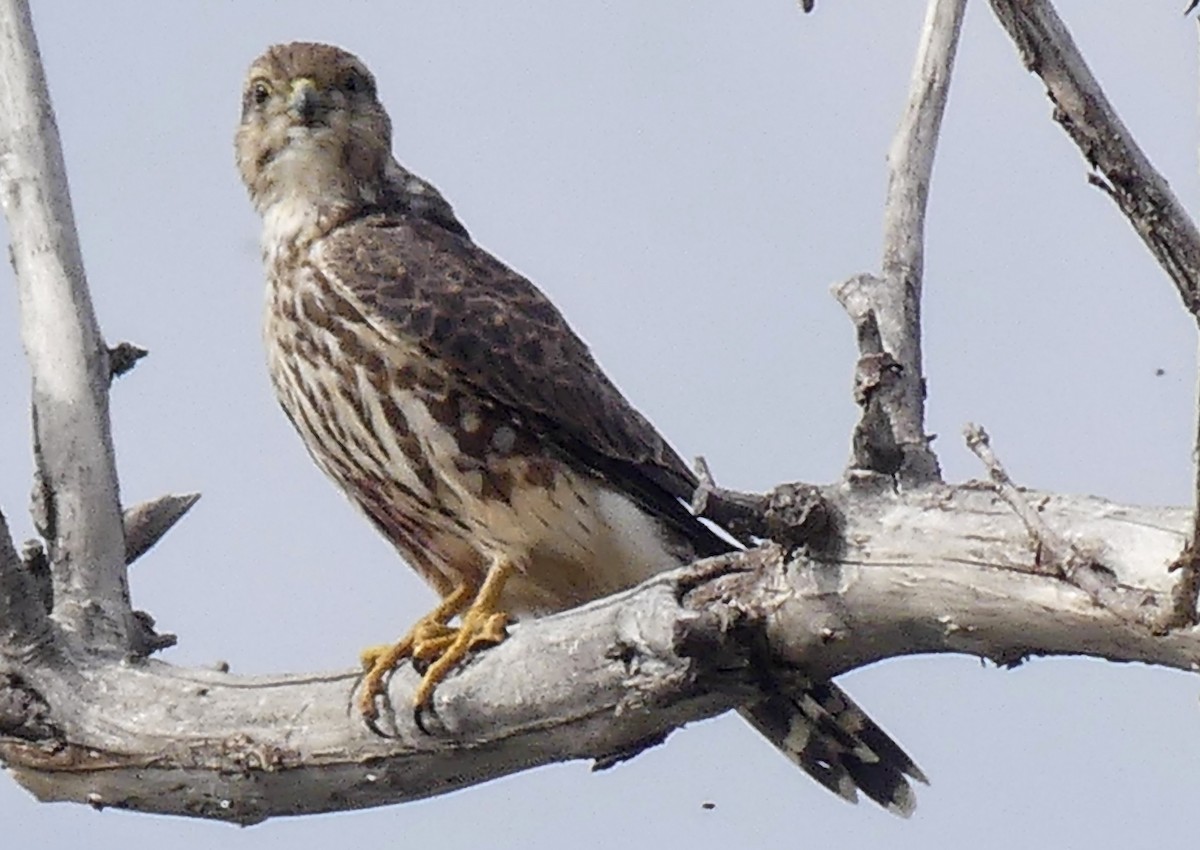 Merlin - ML643200338