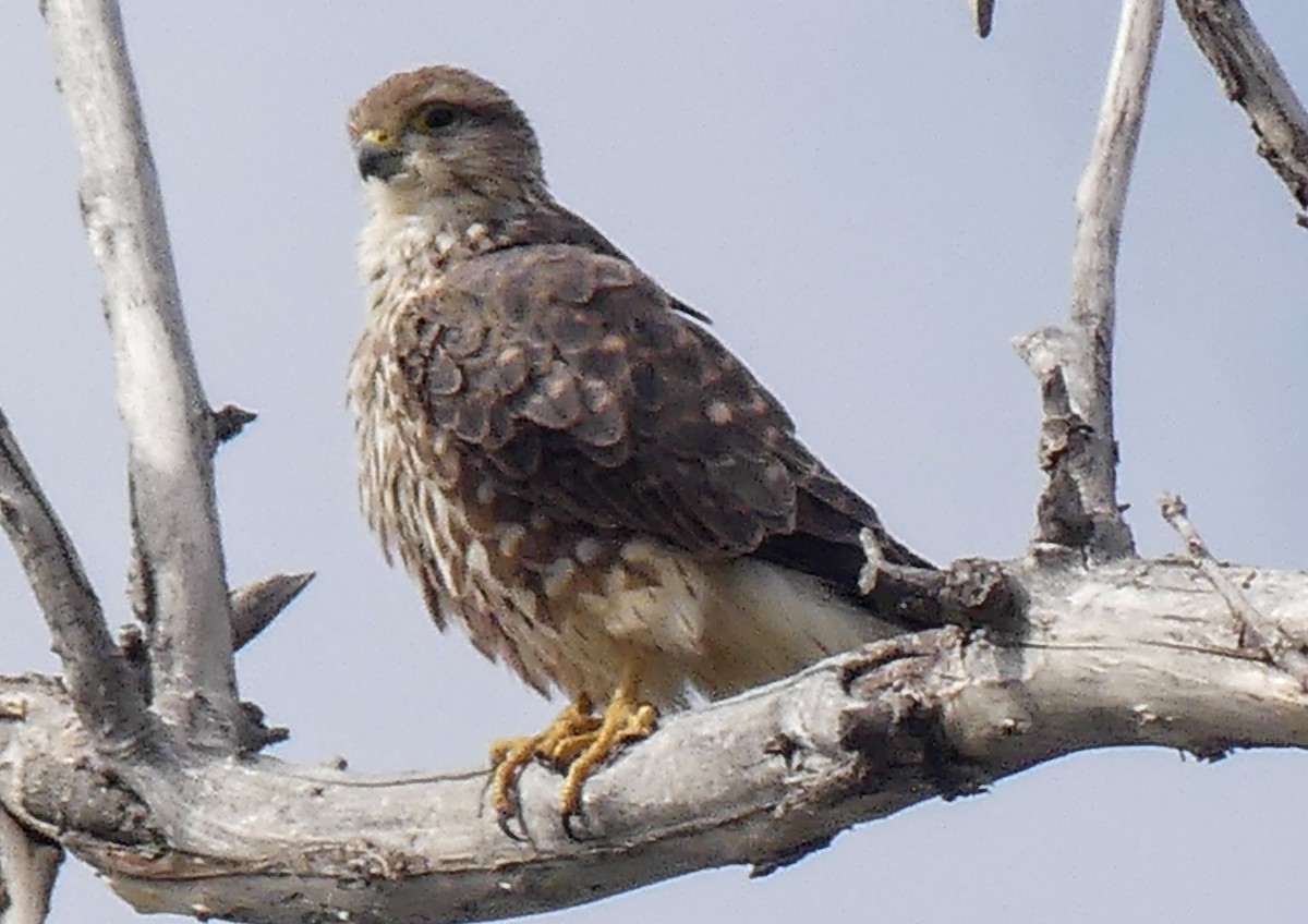 Merlin - ML643200339