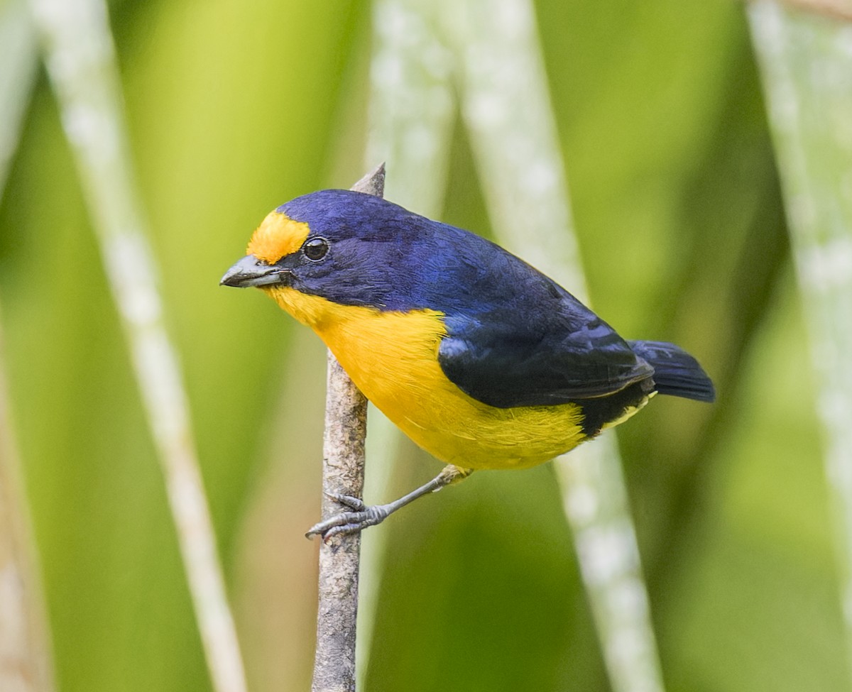 Violaceous Euphonia - ML643200341