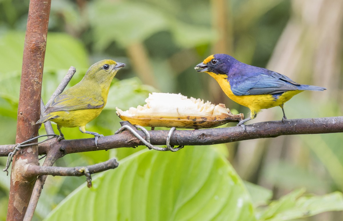 Violaceous Euphonia - ML643200342