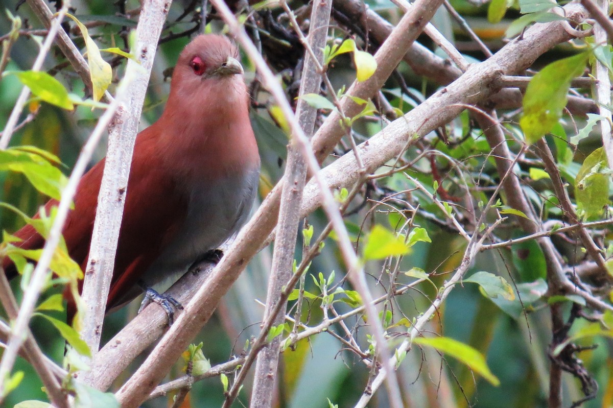 Squirrel Cuckoo - ML643200344