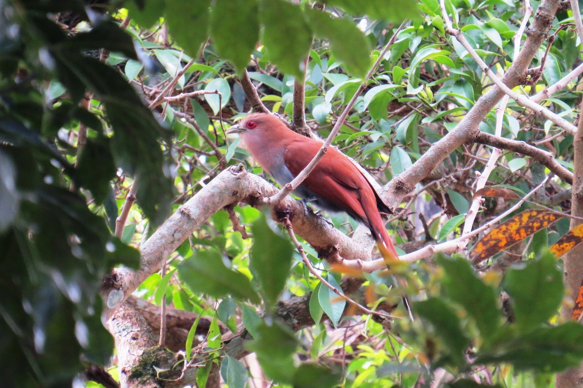 Squirrel Cuckoo - ML643200347