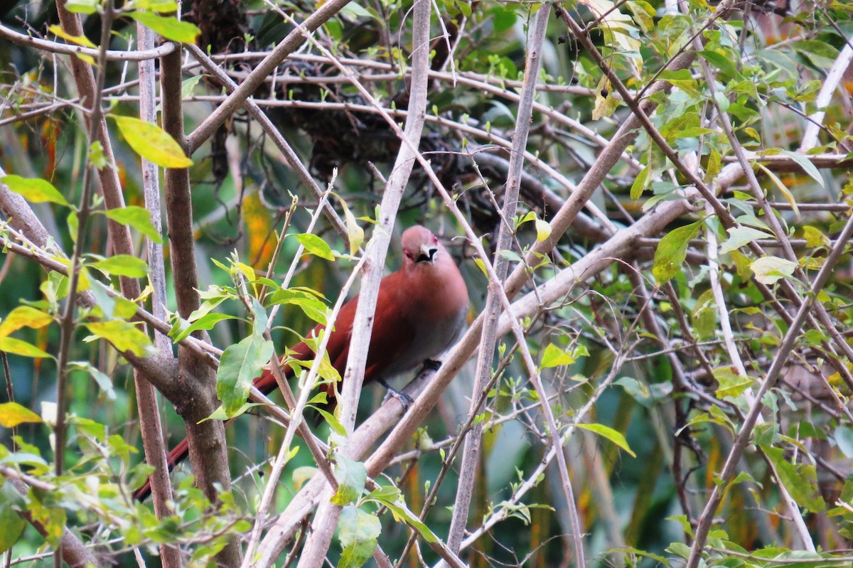 Squirrel Cuckoo - ML643200348