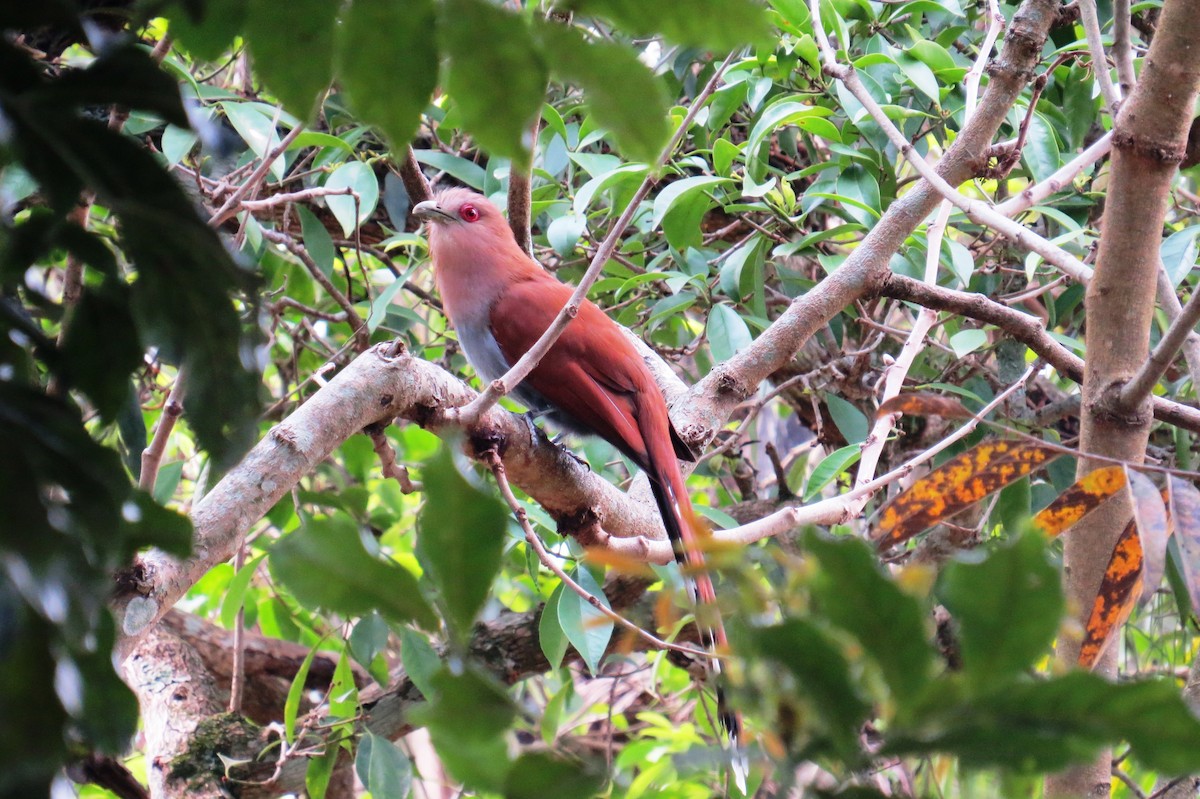 Squirrel Cuckoo - ML643200349
