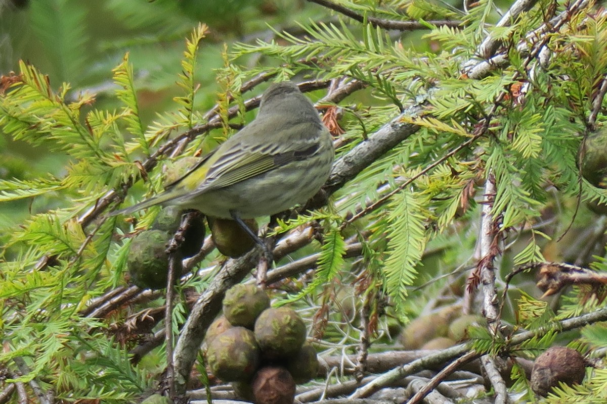 Cape May Warbler - ML643200352