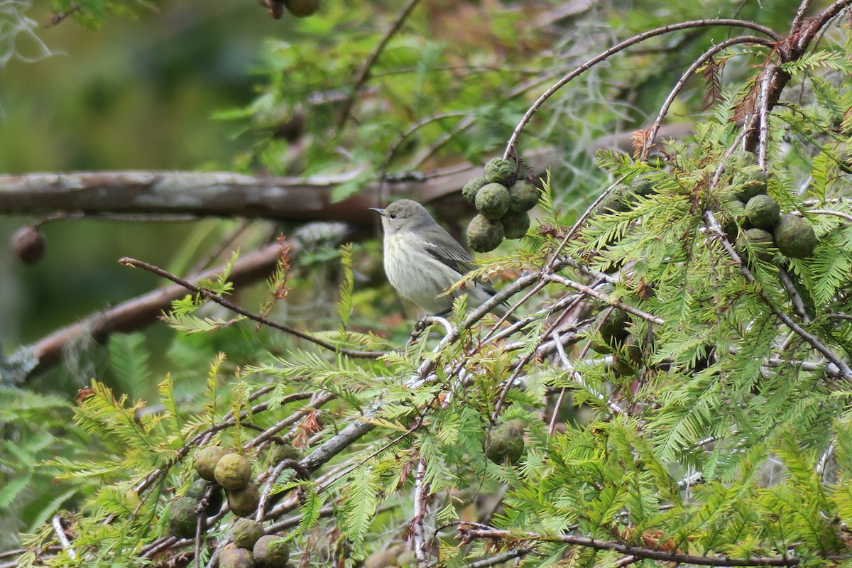 Cape May Warbler - ML643200353