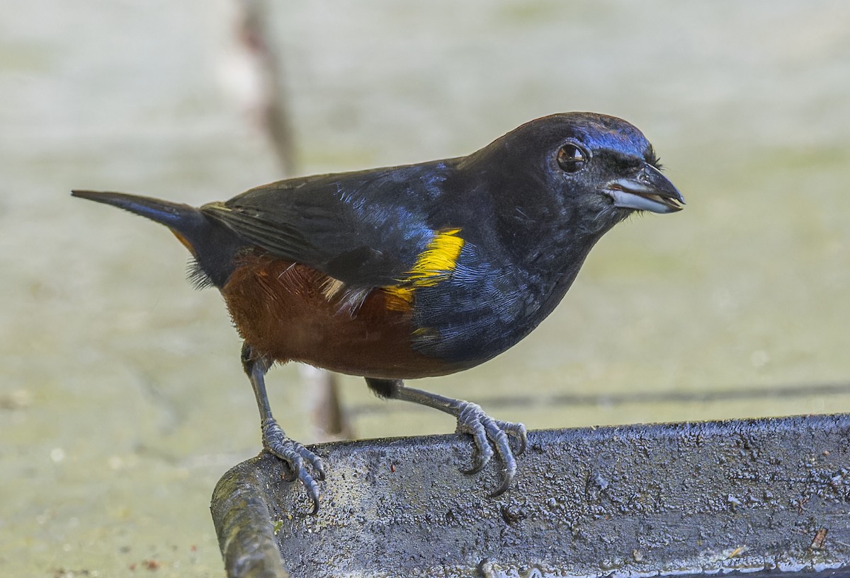 Chestnut-bellied Euphonia - ML643200356