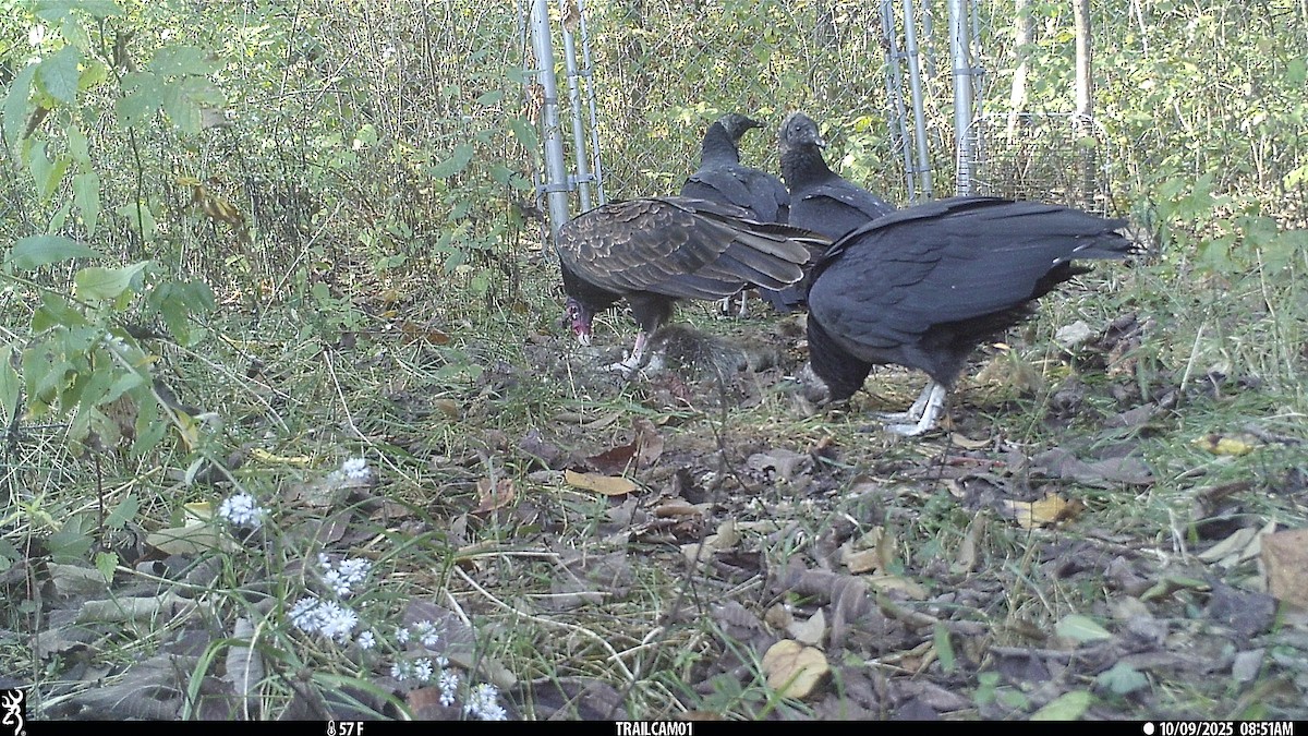 Black Vulture - ML643200383