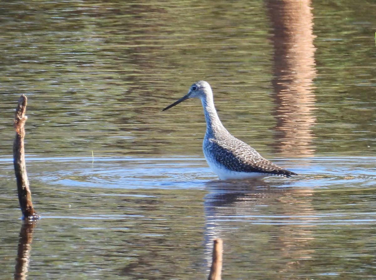Greater Yellowlegs - ML643200388