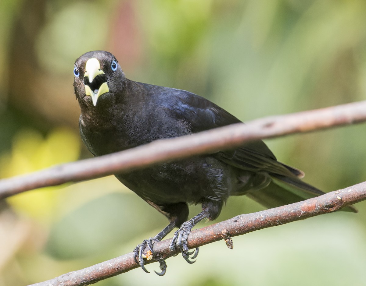 Red-rumped Cacique - ML643200393