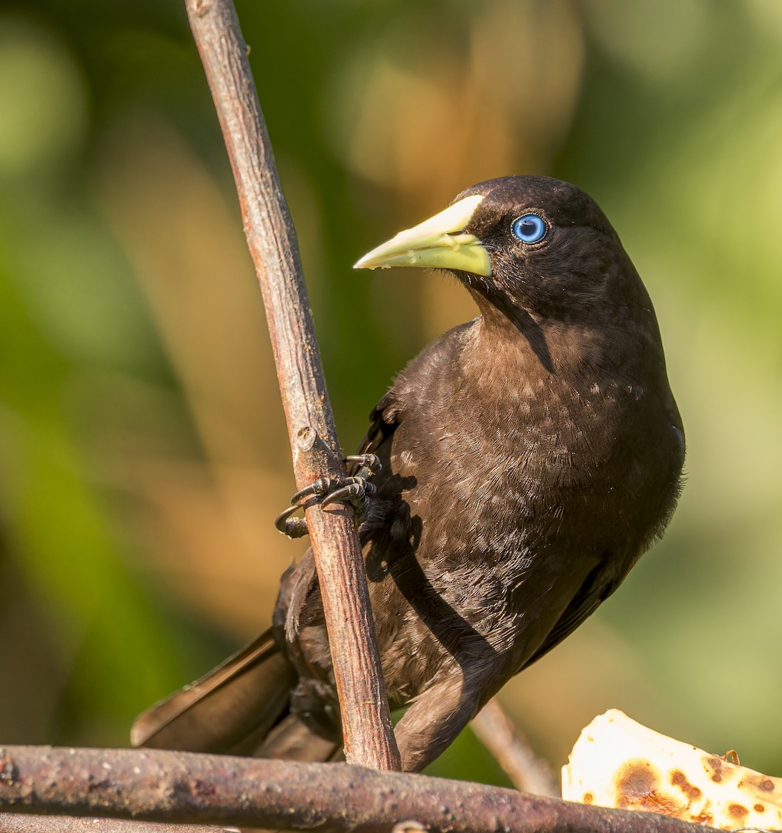 Red-rumped Cacique - ML643200394