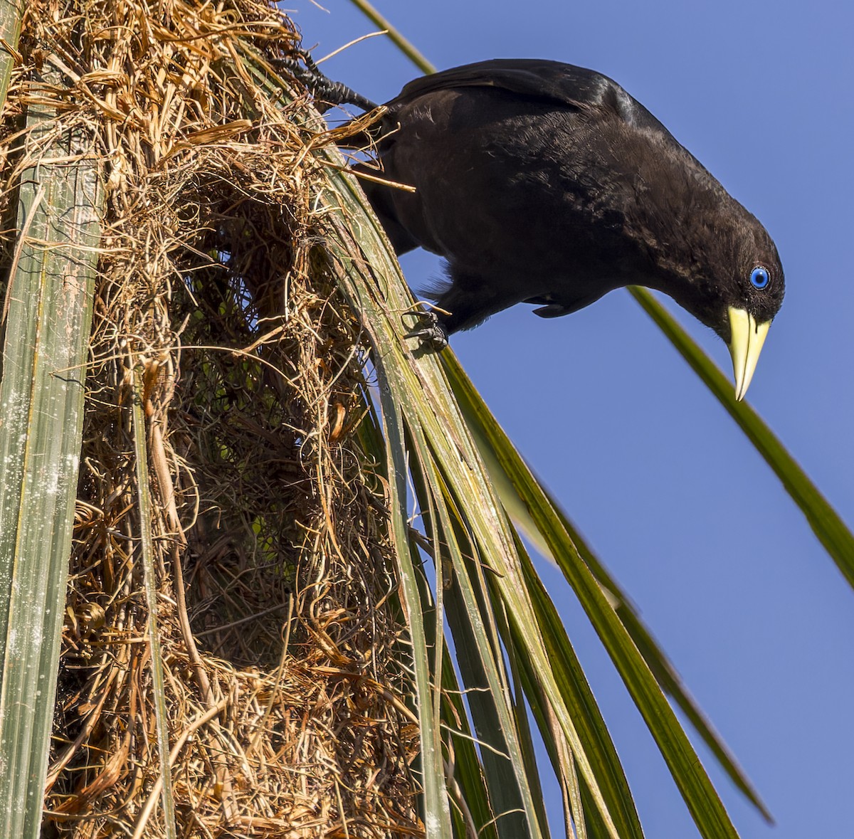 Red-rumped Cacique - ML643200395