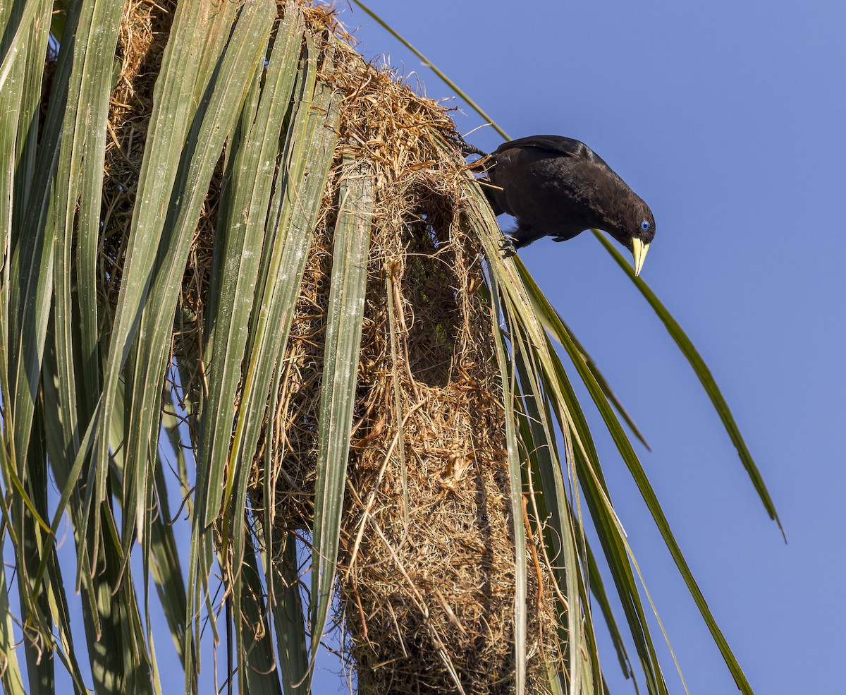 Red-rumped Cacique - ML643200396