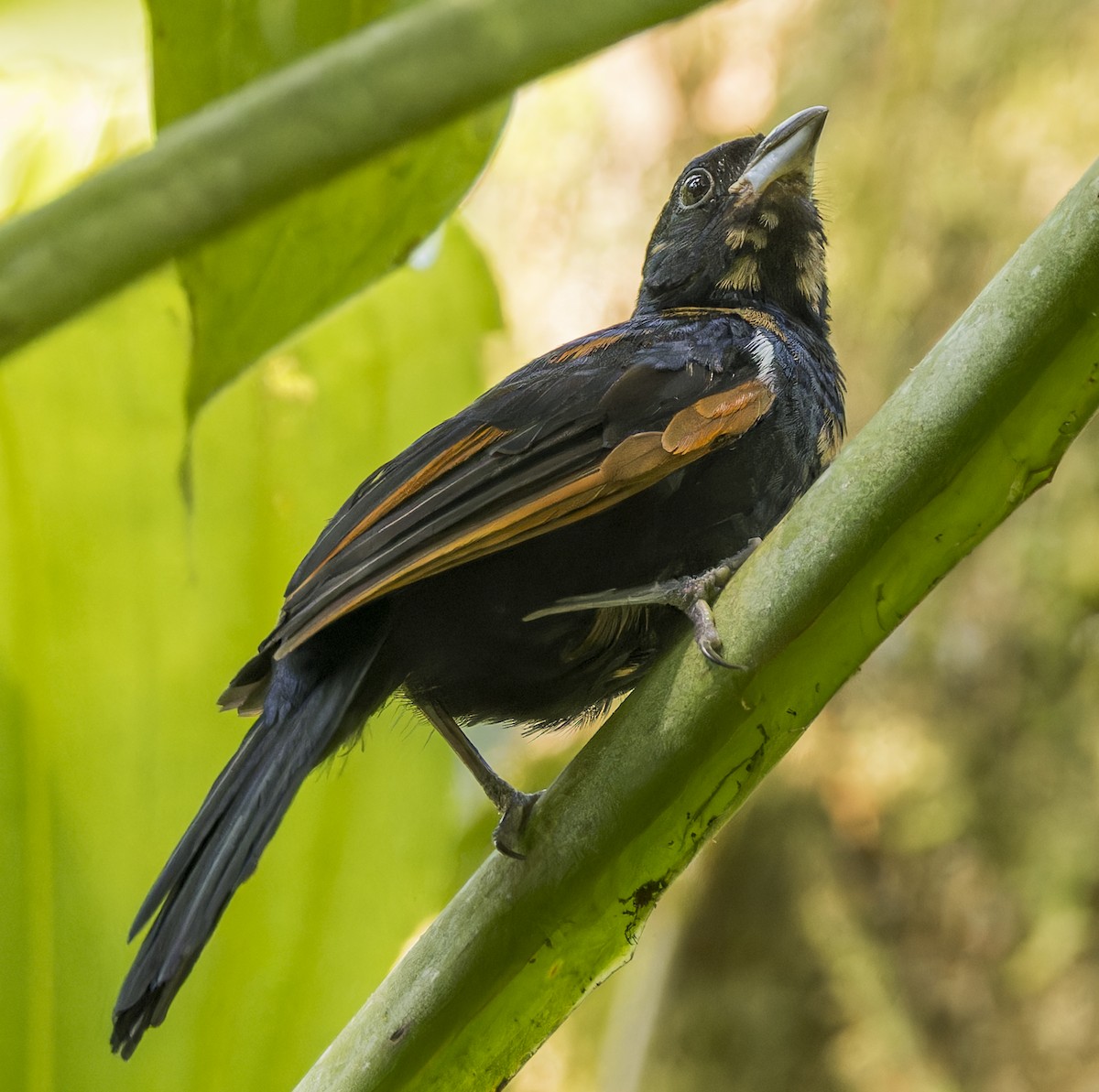 Flame-crested Tanager - ML643200408